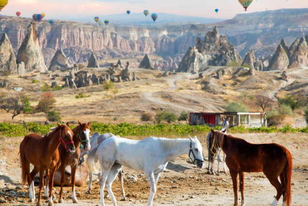 Cappadocia Sunset Horse Riding